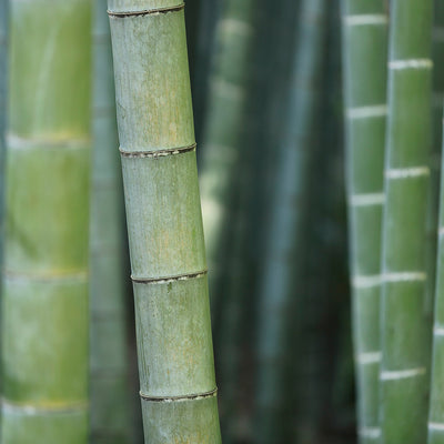 Bamboo - A Ground-To-Wardrobe Journey