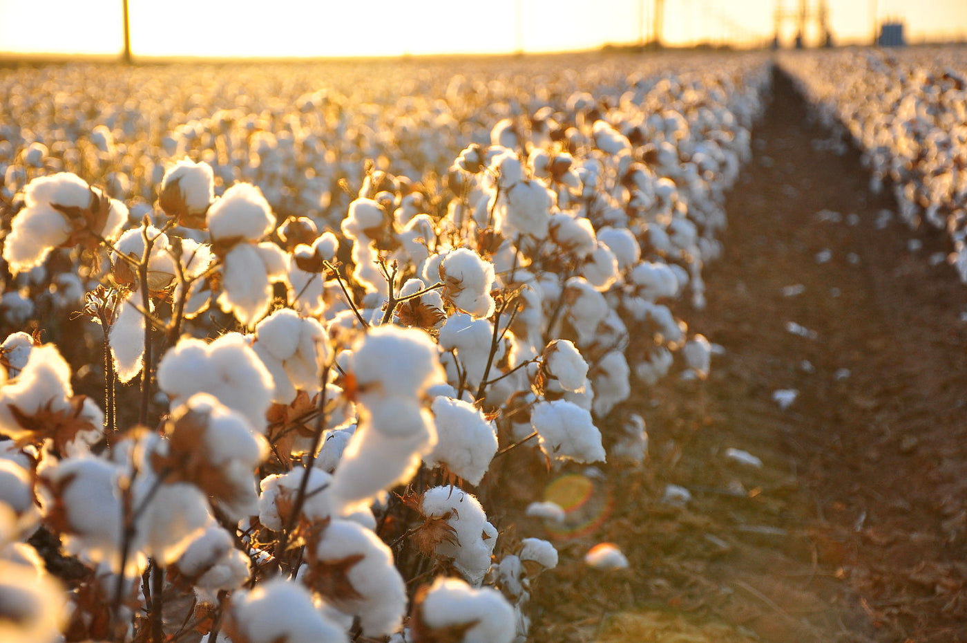 large cotton field