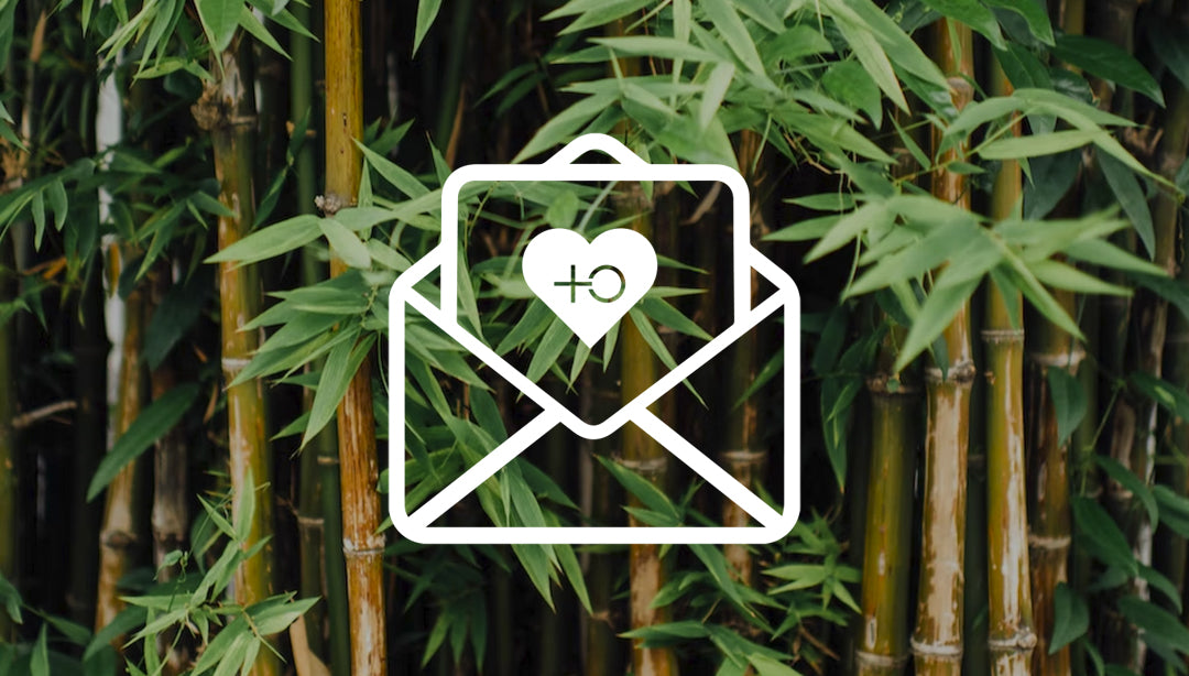 A love letter to bamboo